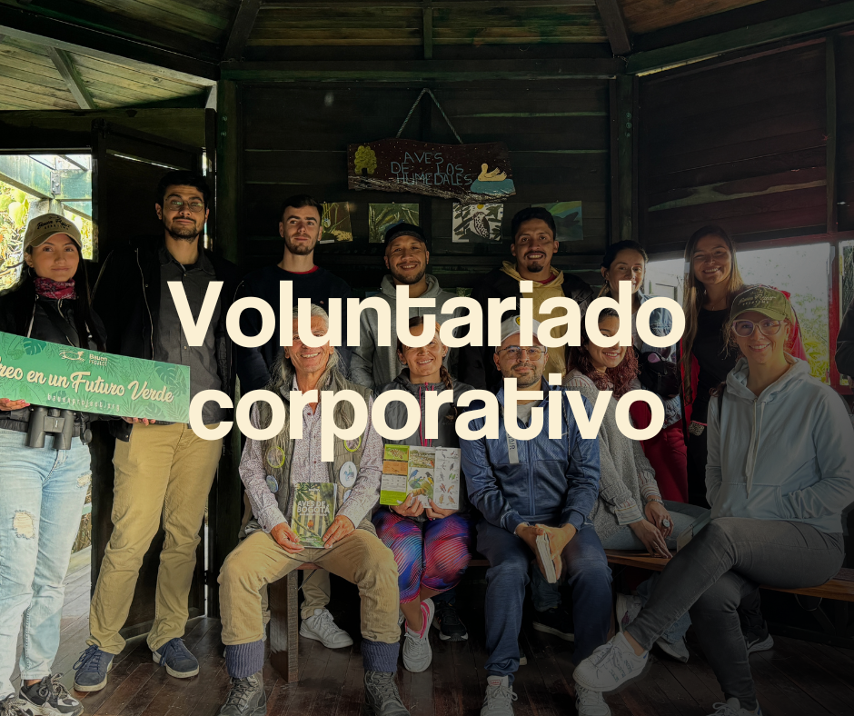 Voluntariado