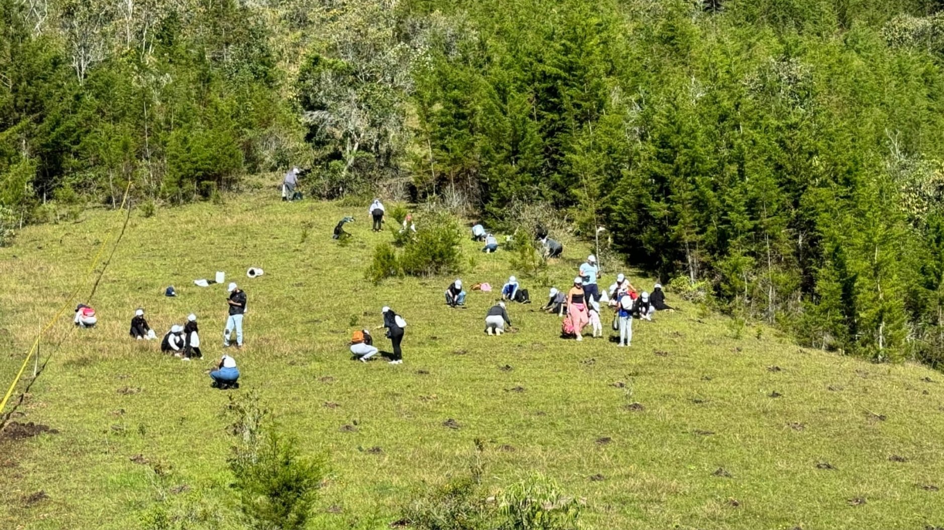 Vista aérea de los más de 5.000 árboles y arbustos nativos plantados en Antioquia por Bauen Project