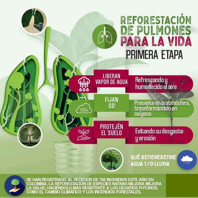 Reforestación para la vida
